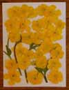 Buttercups