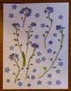 Forget-me-nots